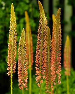 Eremurus cleopatra.jpg